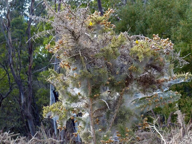 Паутинный клещ на сосне фото Паутинный клещ: борьба на комнатных растениях и профилактика