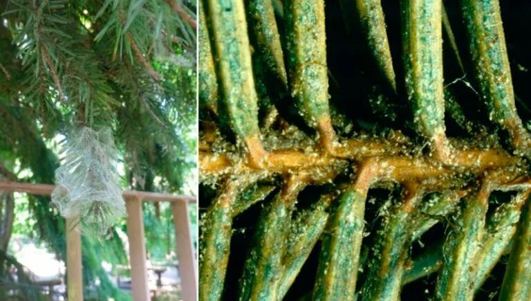 Паутинный клещ на сосне фото Ель Супер Блю - Все о Дереве