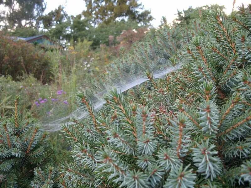 Паутинный клещ на сосне фото и описание Spider mites - outdoors
