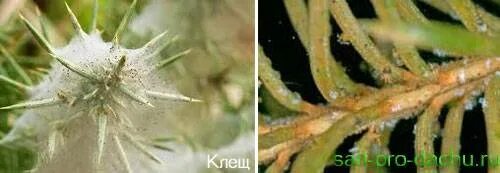 Паутинный клещ на сосне фото и описание Паутинный клещ на туях - Арт Минск.ру