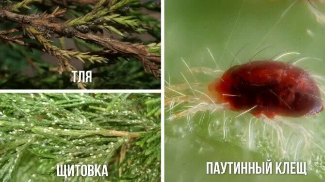 Паутинный клещ на сосне фото и описание Пожелтели можжевельники: на аналогичном примере показываю, что делать и как прид