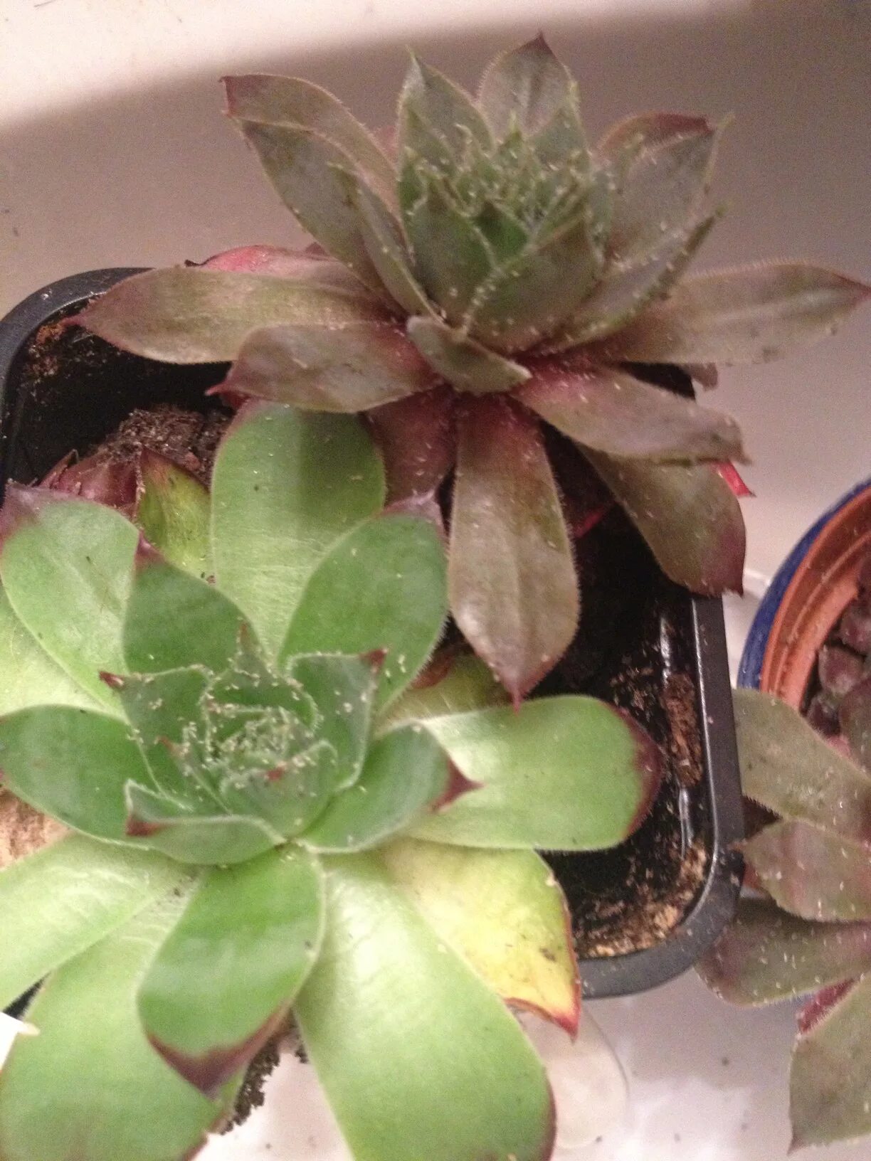Паутинный клещ на суккулентах фото pest control - What are these white arthropods infesting my succulents? - Garden