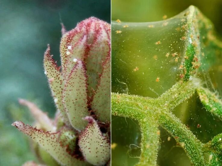 Паутинный клещ на суккулентах фото How to Control Spider Mites on Your Succulents - World of Succulents Spider mite