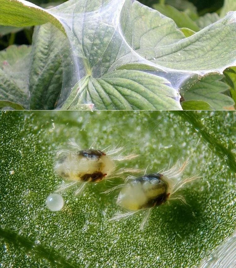 Паутинный клещ на цветах фото Паутинный клещ меры борьбы, как бороться, фото, как определить?