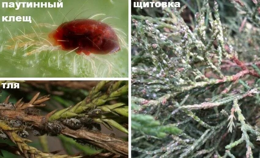 Паутинный клещ на туях фото Паутинный клещ меры борьбы, как бороться, фото, как определить?