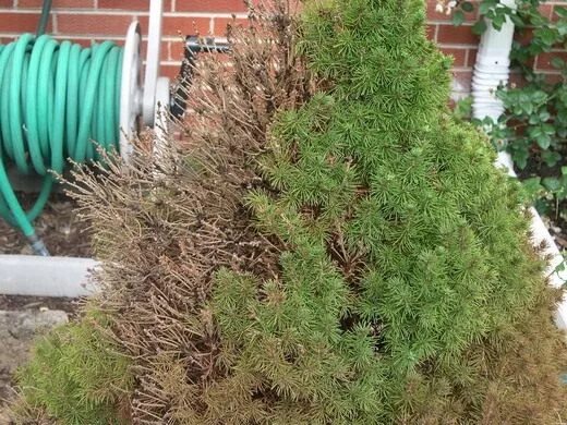Паутинный клещ на туях фото Паутинный клещ. На комнатных растениях. Методы борьбы, как избавиться, средства.