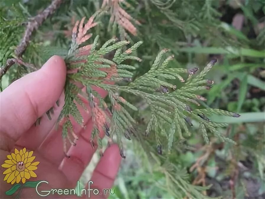 Паутинный клещ на туях фото Болезни хвойных деревьев и как с ними бороться ? - Форум - Туя - Хвойные растени