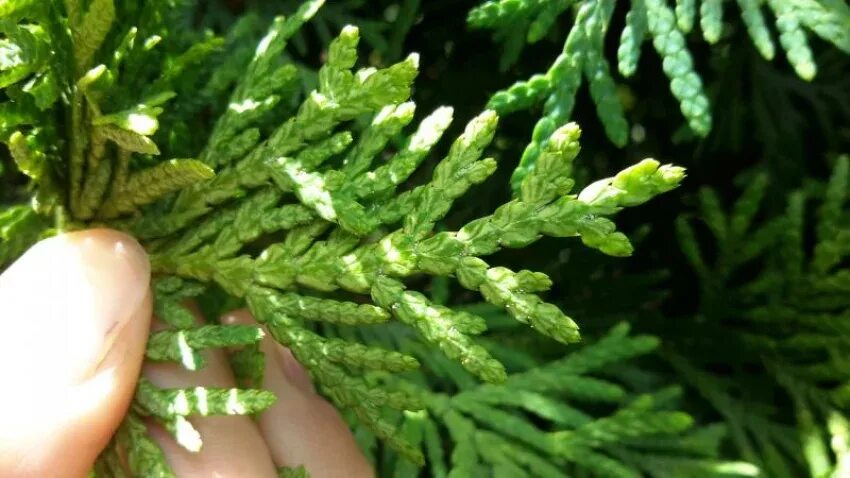 Паутинный клещ на туях фото Саженец западной туи Голден Брабант/Thuja occ. Golden Brabant (R) С3/40-50 - цен