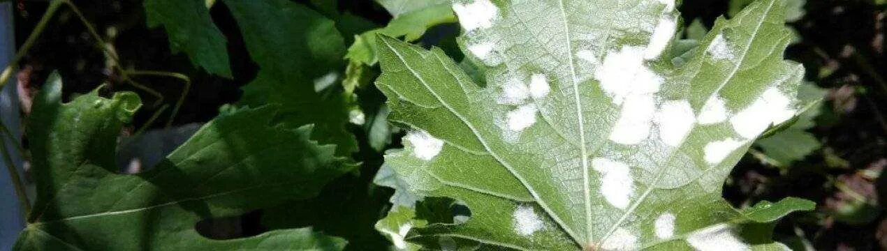 Паутинный клещ на винограде фото Паутинный на винограде фото и борьба