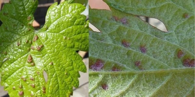 Паутинный клещ на винограде фото ✅ Паутинный клещ на винограде: как бороться, препараты и народные средства