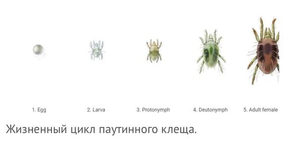 Паутинный клещ начальная стадия как выглядит ЦИКЛ РАЗВИТИЯ ПАУТИННОГО КЛЕЩА Скорость размножения и рост популяции паутинного 