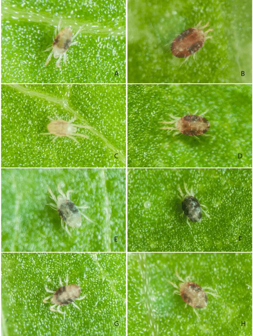 Паутинный клещ начальная стадия как выглядит Examples of colour changing in hybrid F8 females of Tetranychus... Download Scie