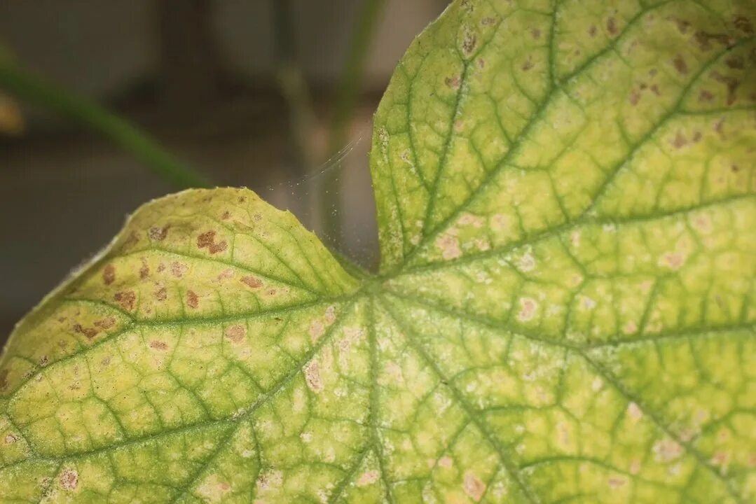 Паутинный клещ огурцов фото Паутинный клещ