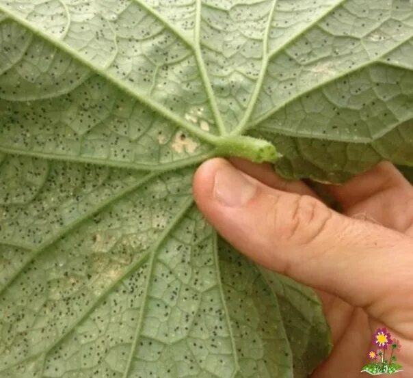 Паутинный клещ огурцов фото The spider tick. You have to get rid of it. In the greenhouse, when a spider mit