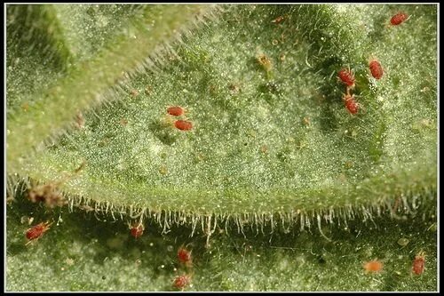 Паутинный клещ под микроскопом фото How to Control Aphids on Indoor House Plants Spider mites, Plant pests, Plant pr