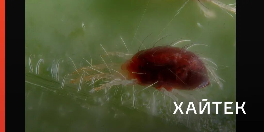 Паутинный клещ под микроскопом фото Паутинные клещи "раздевают" самок, срывая с них кожу перед спариванием