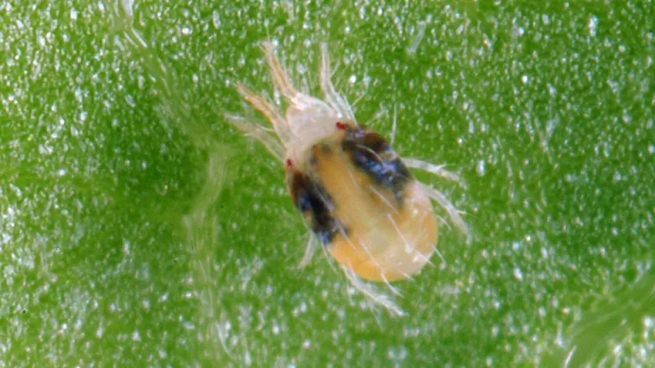 Паутинный клещ под микроскопом фото 10 insect pests that threaten the world's plants Kew
