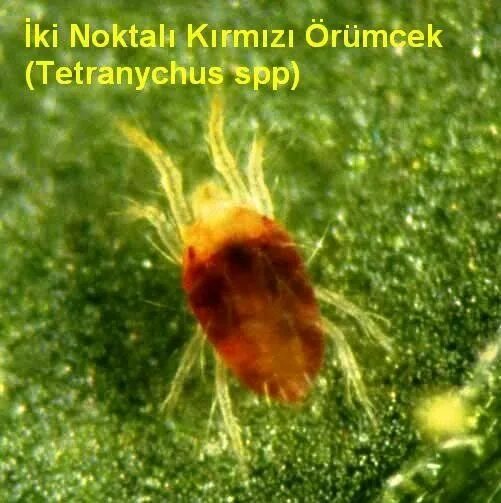 Паутинный клещ под микроскопом фото Kültürel Önlemler:Sulama, gübreleme gibi bakım işlemleri tam olarak yapılarak ağ