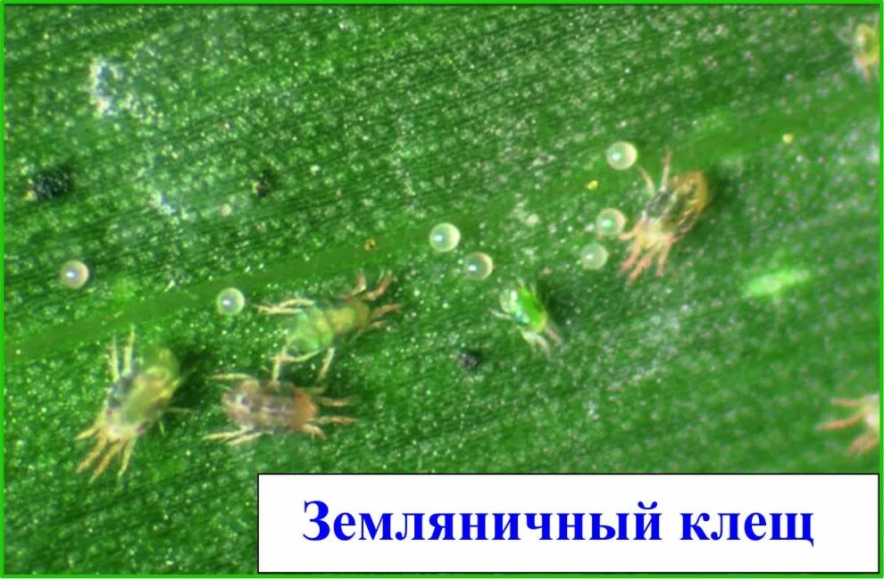 Паутинный клеща баклажанах фото клещ Земляника - выращивание и посадка