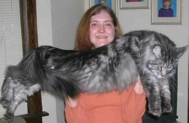 Павел кот мейн кун фото If you're someone that's thinking of getting one of the larger domestic cat bree