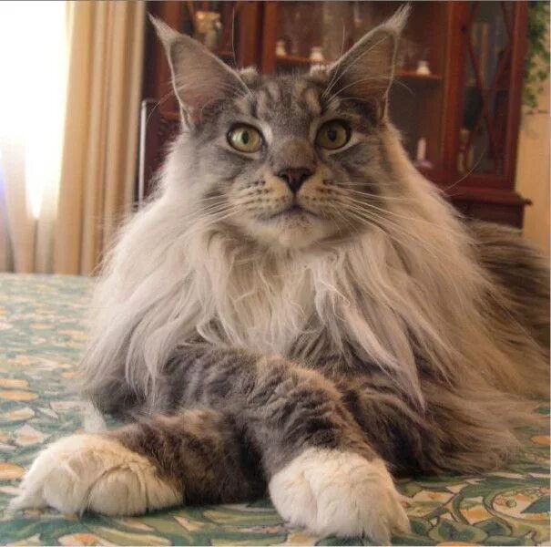 Павел кот мейн кун фото Pin on Cats_favorite breeds