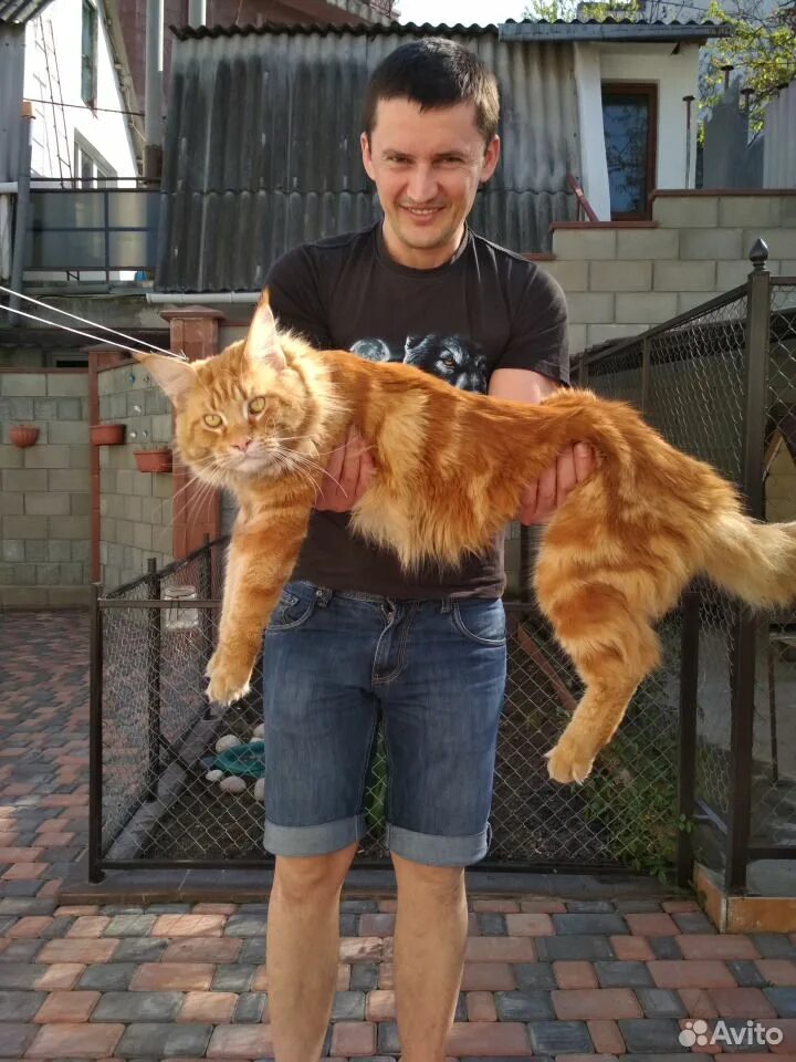 Павел кот мейн кун фото Вязка кота мейн - куна купить на Зозу.ру