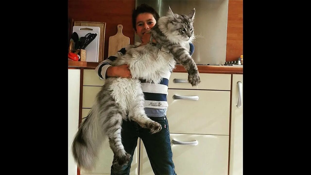 Павел воля и мейн кун фото Best Big Animals and Super Monsters - YouTube