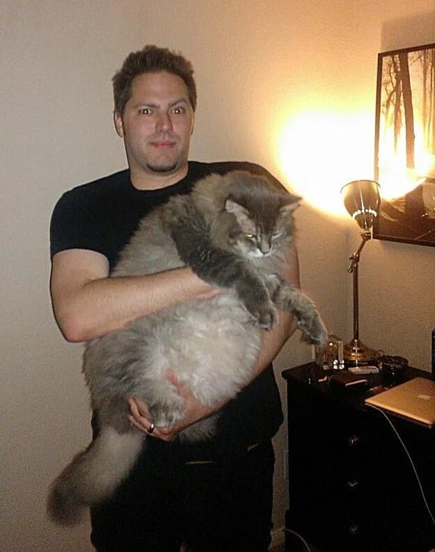 Павел воля и мейн кун фото Pin on Kitty Cats XV