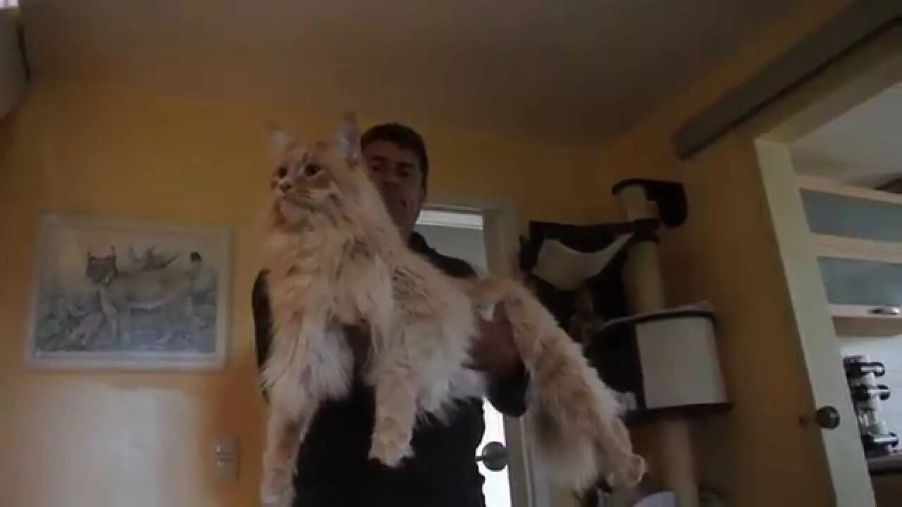 Павел воля и мейн кун фото Maine coon XXL - YouTube