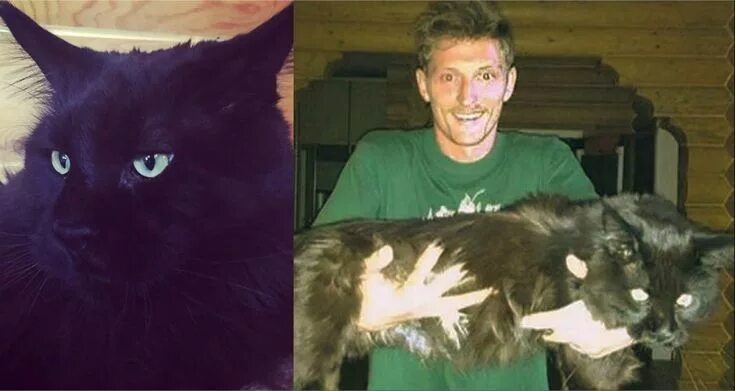 Павел воля и мейн кун фото Пин от пользователя инна на доске ПОРОДЫ КОШЕК Веселые мемы, Мемы, Весело