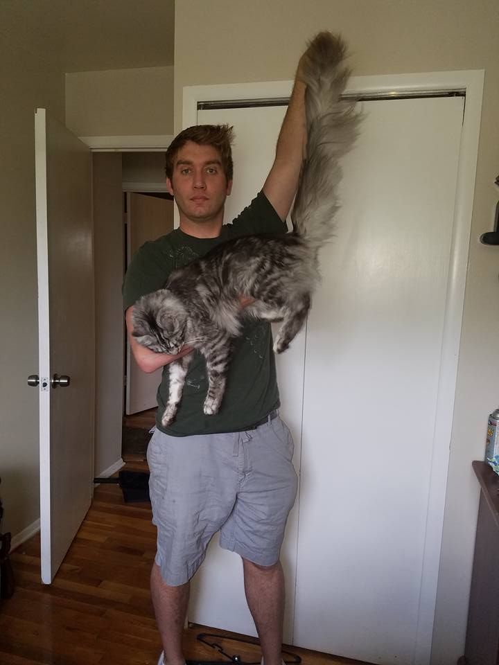 Павел воля и мейн кун фото Cat Breaks World Record For Having The Longest Tail - We Love Cats and Kittens C