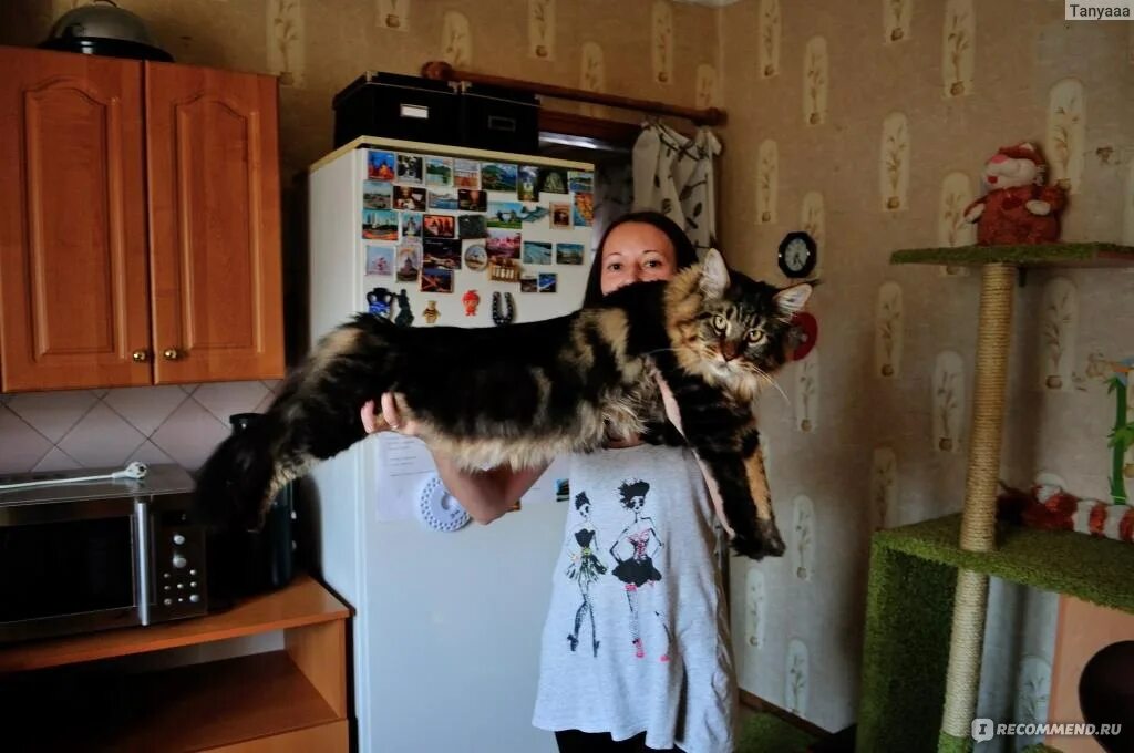 Павел воля и мейн кун фото Мейн-Кун / Maine Coon - "Кунёнок Степан!" отзывы
