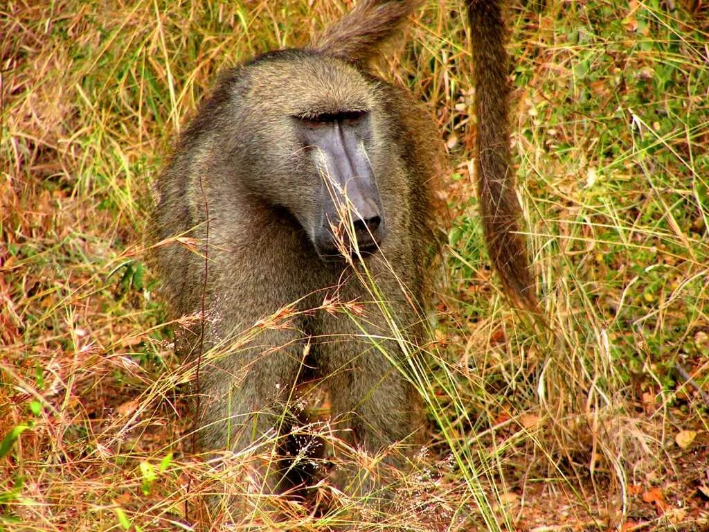 Павиан фото животное Файл:Chacma Baboon, male.jpg - Википедия