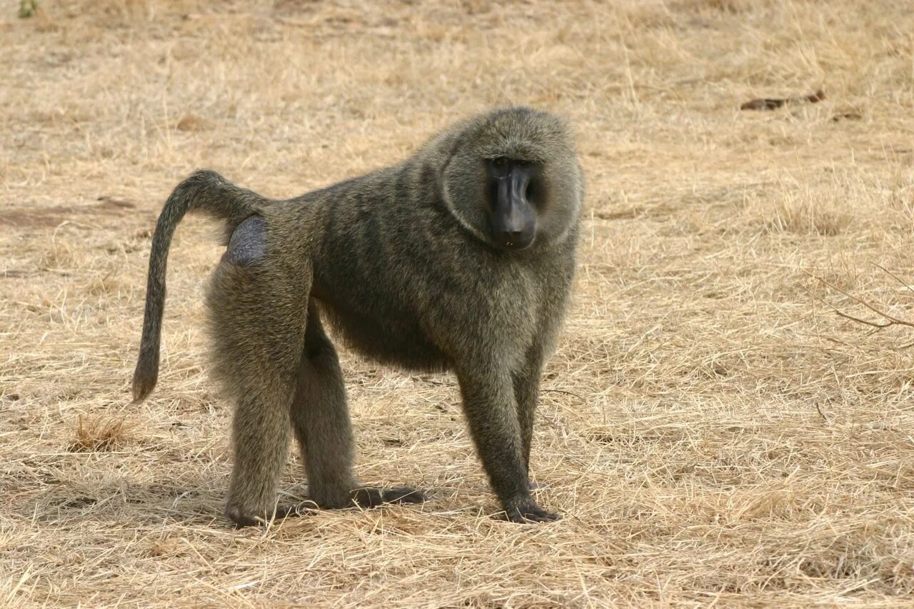 Павиан фото животное Baboons (genus Papio) have long dog-like muzzles and close-set eyes. They have t