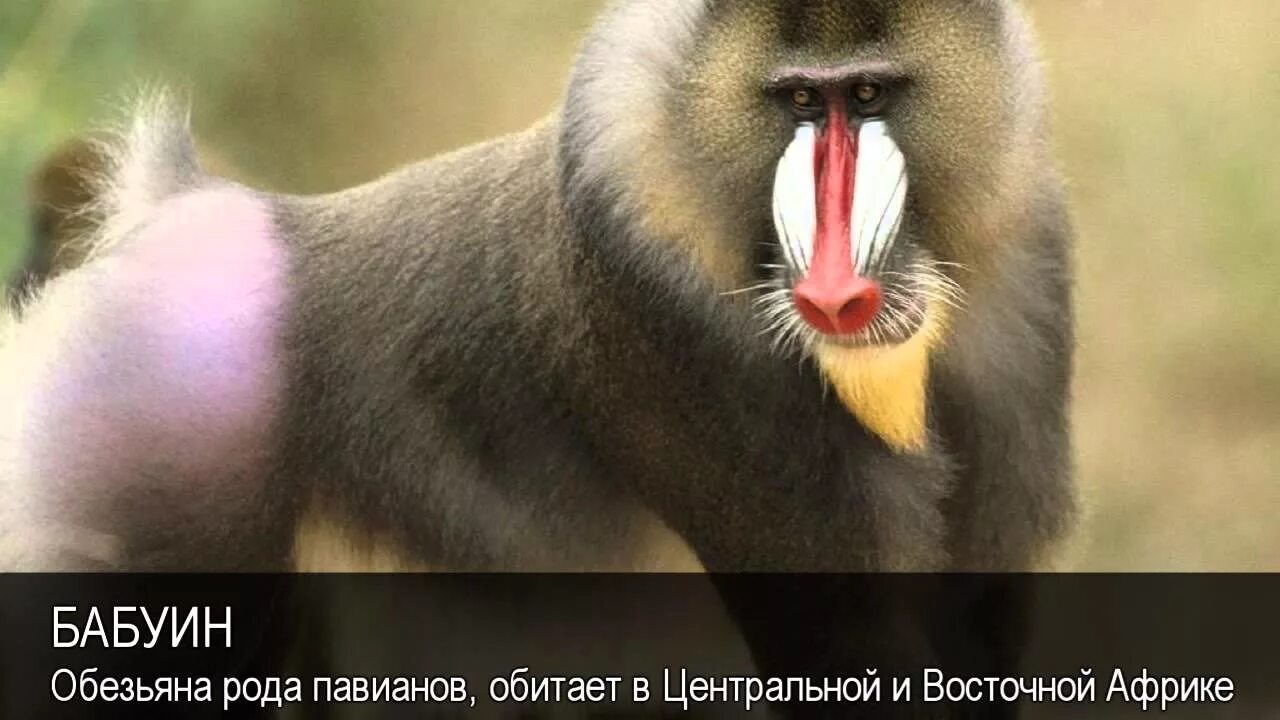 Павиан фото животное Бабуин. Толковый Видеословарь русского языка - YouTube