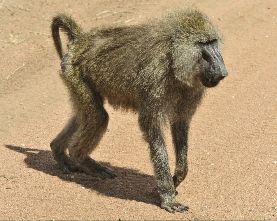 Павиан фото животное Baboon from a of primates free image download