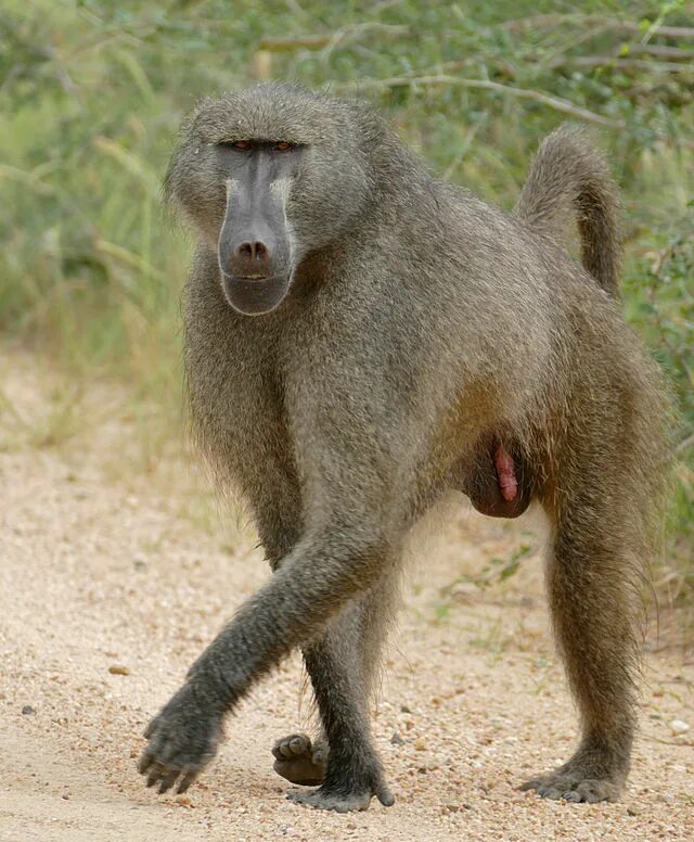 Павиан фото животное File:Chacma Baboon (Papio ursinus) (16824823063).jpg - Wikipedia