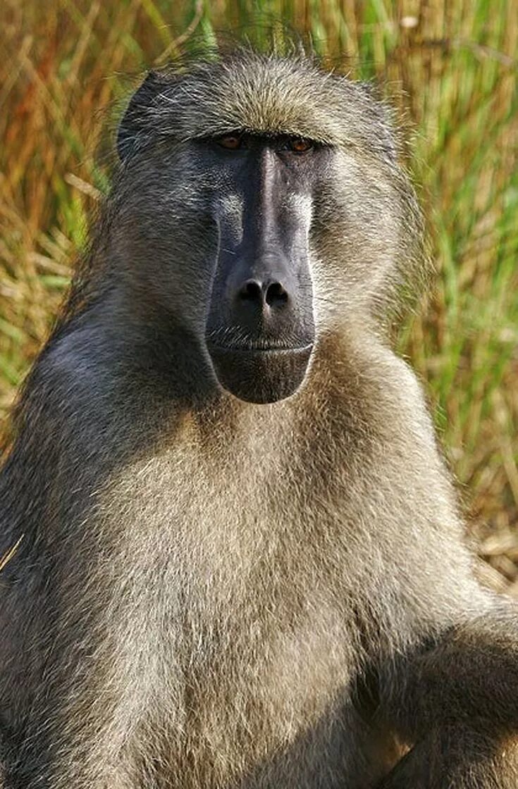 Павиан фото животное Baboon Portrait 2 South african animals, Africa wildlife, African animals