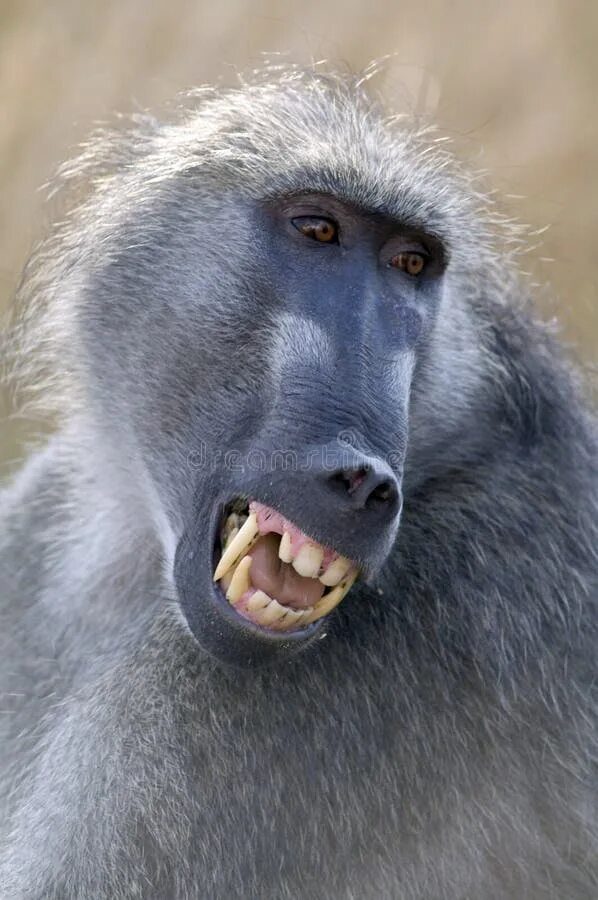 Павиан фото животное Chacma baboon stock photo. Image of animals, teeth, national - 64136942