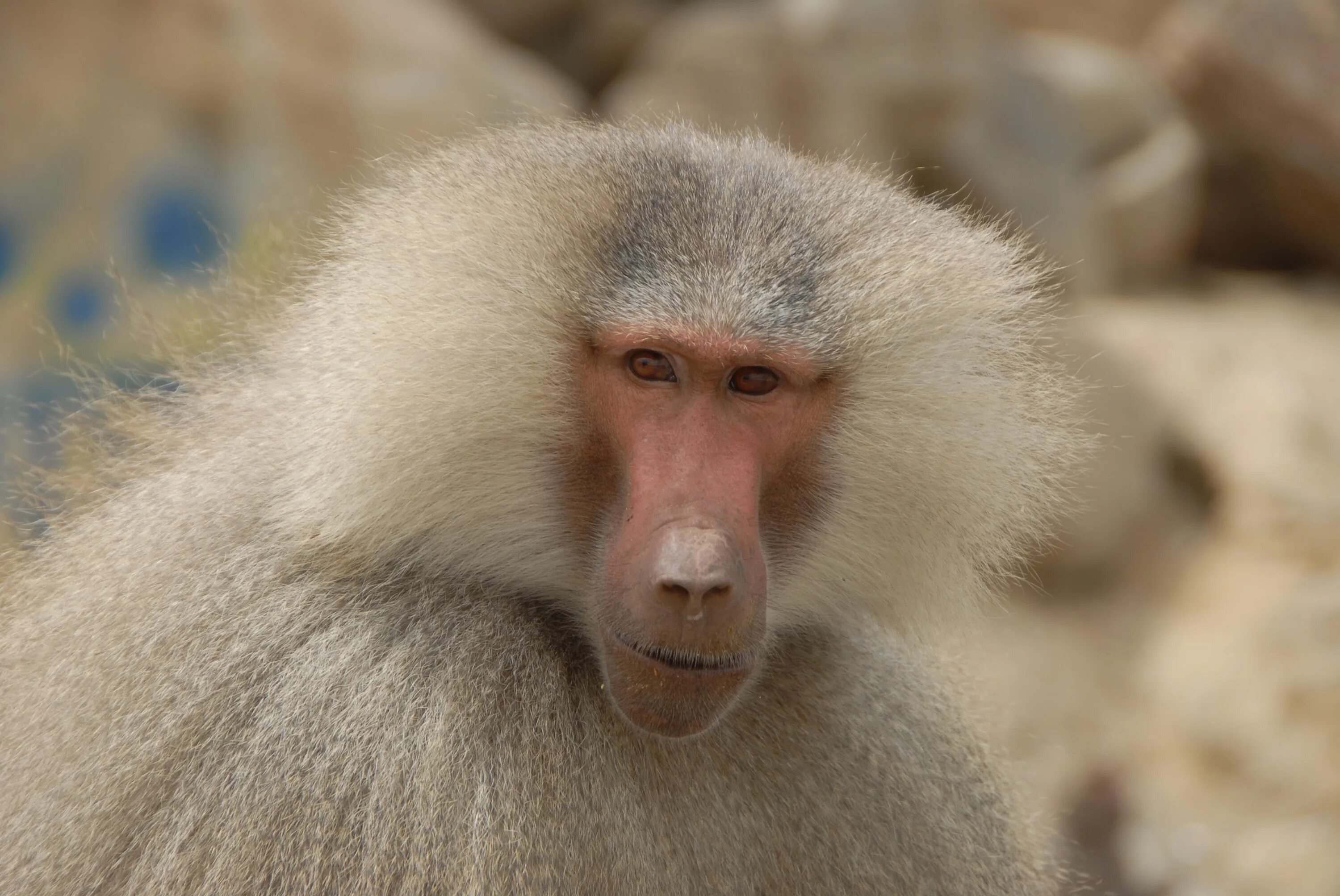 Павиан фото животное фото и описание Baboon photobackstory