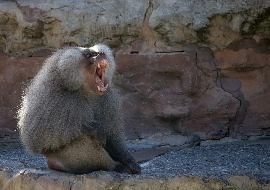 Павиан фото животное фото и описание Photo of a yawning baboon at the zoo free image download