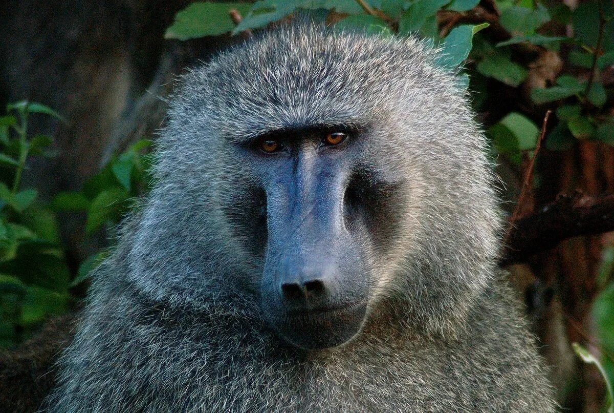 Павиан фото животное фото и описание baboon pictures With any luck, that little baboon will transform into this somed