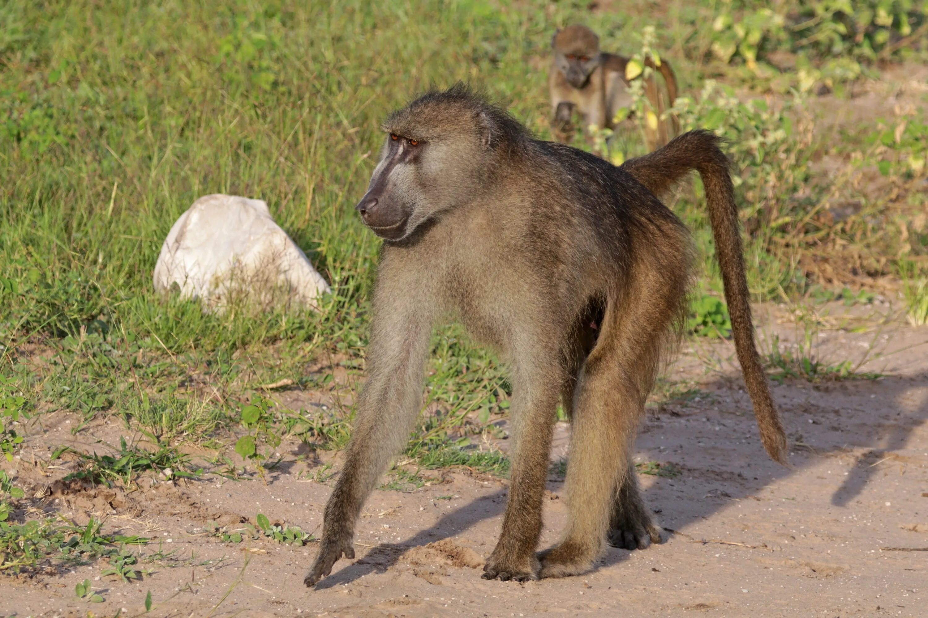 Павиан фото животное фото и описание File:Chacma baboon (Papio ursinus griseipes) male.jpg - Wikipedia