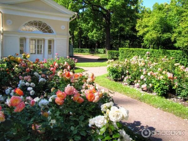 Павильон роз садовая ул 20з павловск фото Отзыв о Павловский парк (Россия, Санкт-Петербург) "Миллион, миллион алых роз" Па