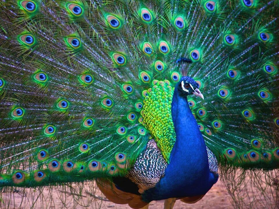 Павлин фото птица Павлин обыкновенный