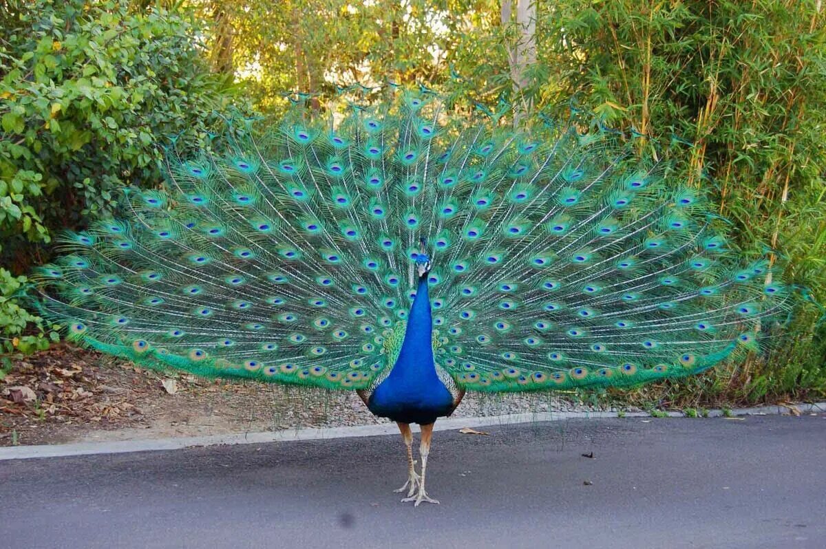 Павлин фото с закрытым хвостом Indian Peafowl Wild Kratts Wiki Fandom