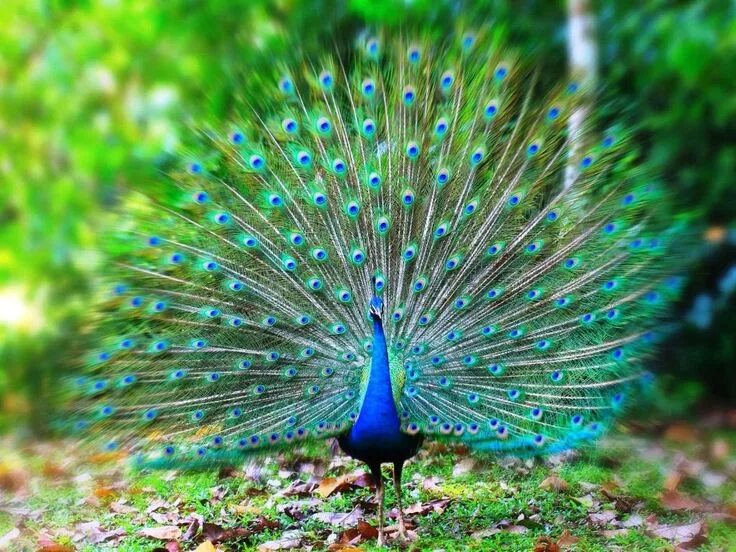 Павлин фото с закрытым хвостом Indian peafowl http://petsworld99.blogspot.com/2017/11/indian-peafowl.html Peaco