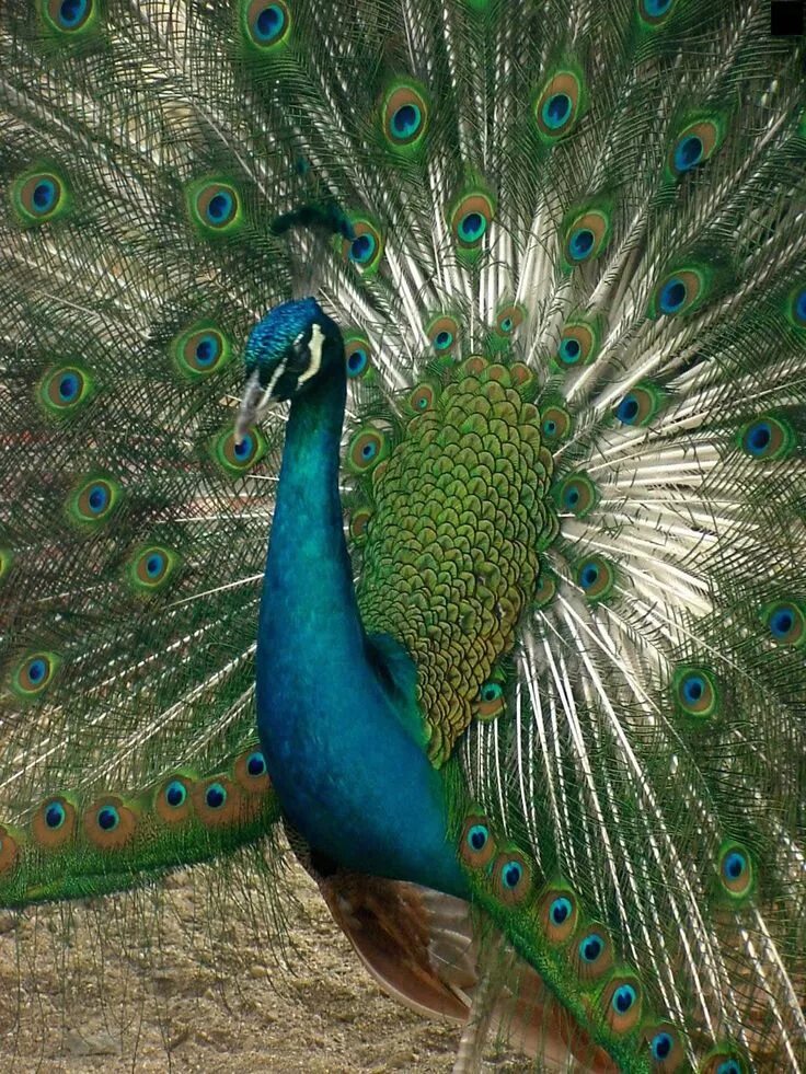 Павлин фото с закрытым хвостом peacock Bird wallpaper, Birds, Most beautiful birds