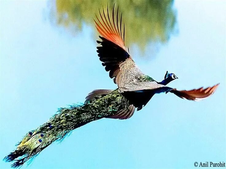 Павлин в полете фото Peacock Flying High - Watch the Amazing Peacock Flight Peacock flying, Weird bir