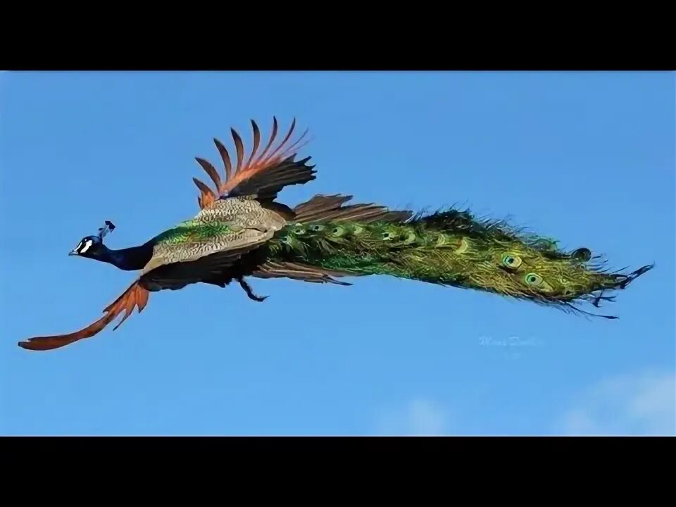 Павлин в полете фото Peacock Flying and Peacock Dance,Nepal - YouTube